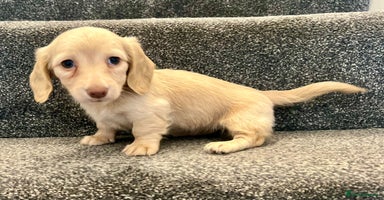 Miniature Dachshund dogs - Advert 14