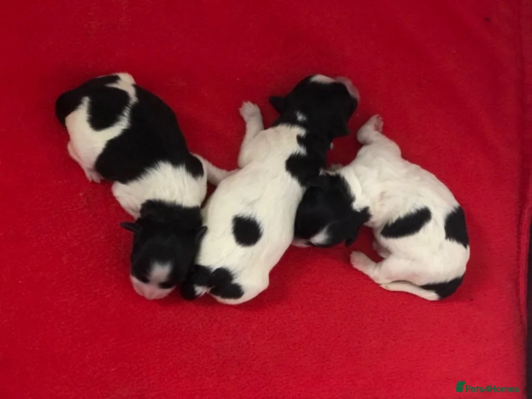 Maltese dogs for stud: PROVEN STUNNING SMALL KC MALTESE FOR STUD in Wigan - Advert 14