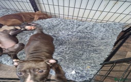 Mixed Breed dogs for sale: Presa/American Johnson bulldog - Image 34