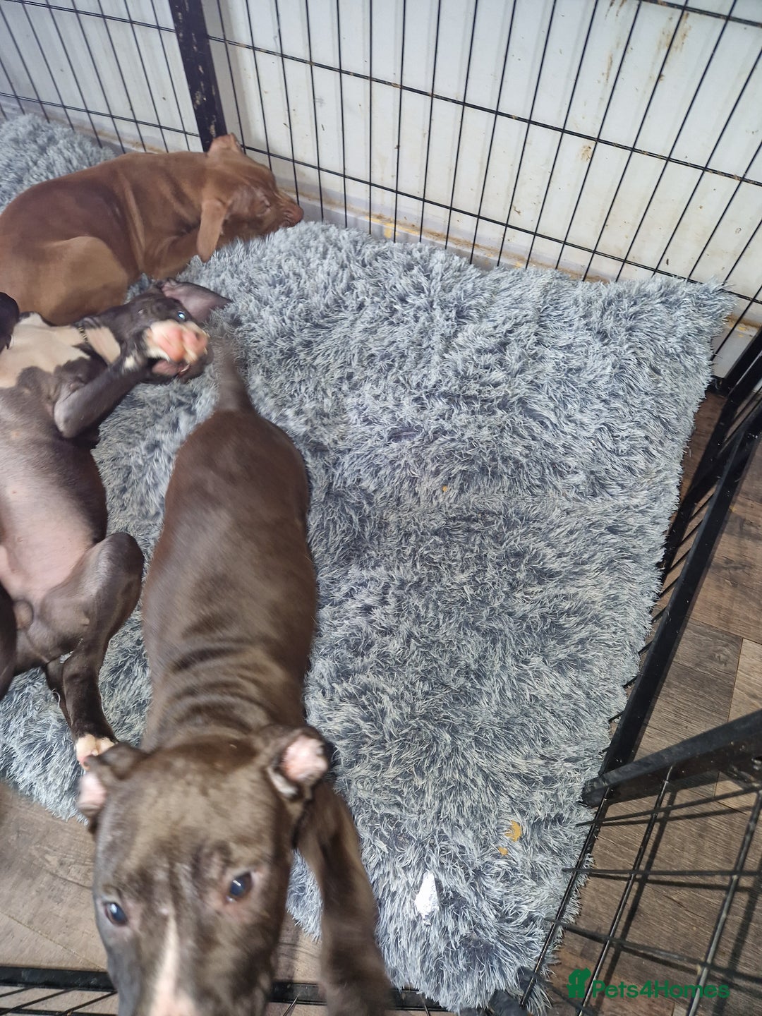Mixed Breed dogs for sale: Presa/American Johnson bulldog - Image 34