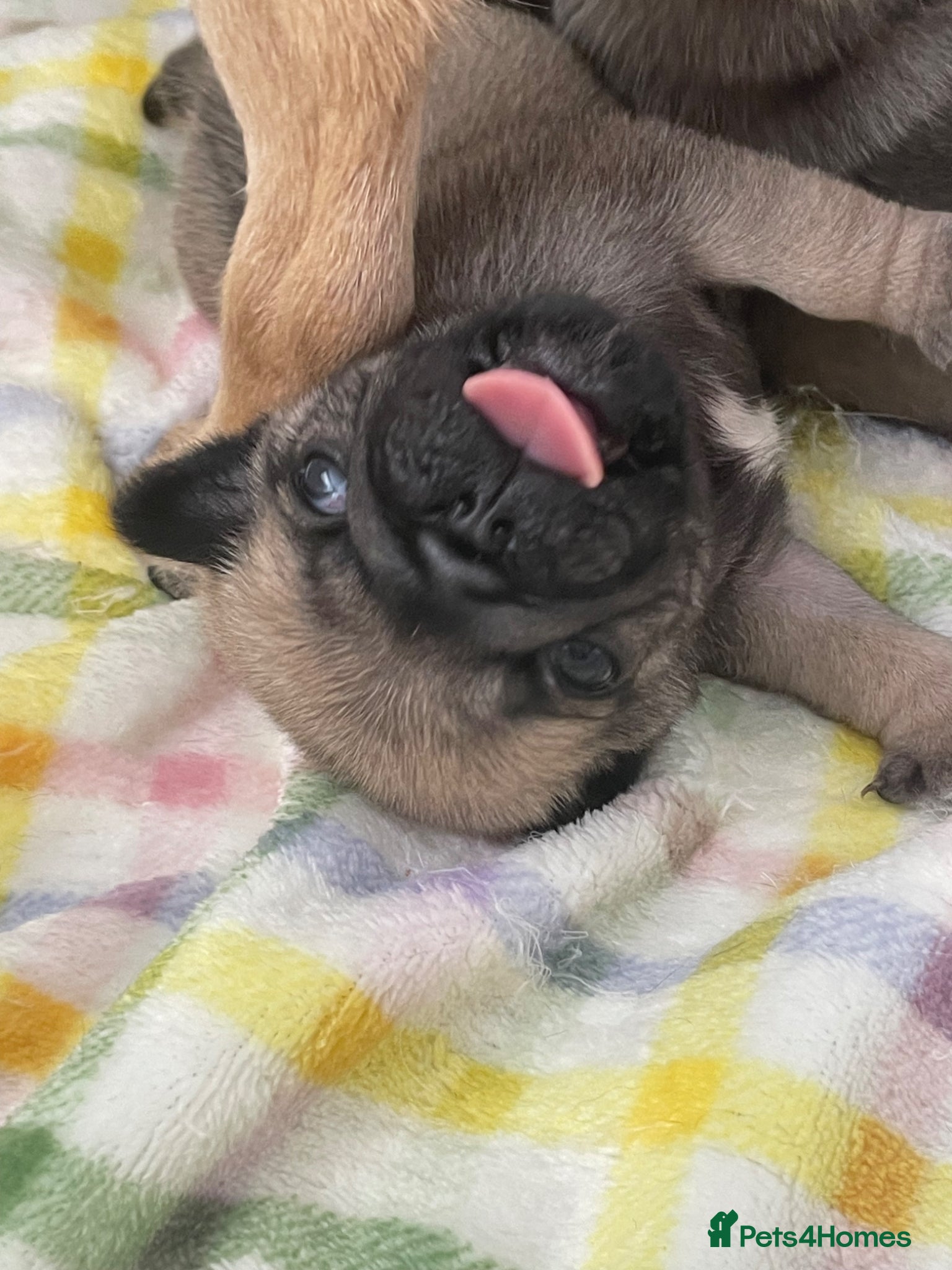 Pug dogs KC multi champion pedigree /show potential  - Advert 1