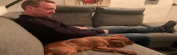 Cavalier King Charles Spaniel dogs for sale: Beautiful Rich Ruby Cavalier King Charles Puppies - Advert 9
