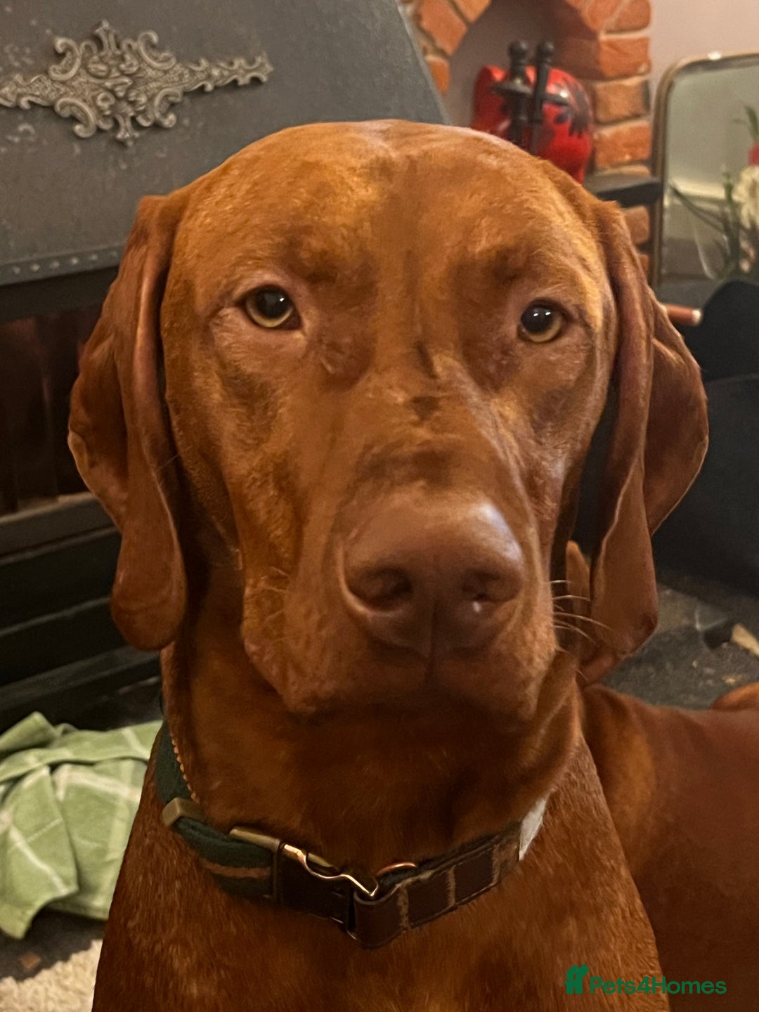 Hungarian Vizsla dogs for stud: Health tested KC Regd. Stud dog  - Image 6