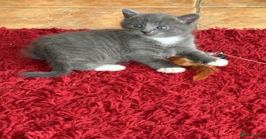 Mixed Breed cats - Advert 6