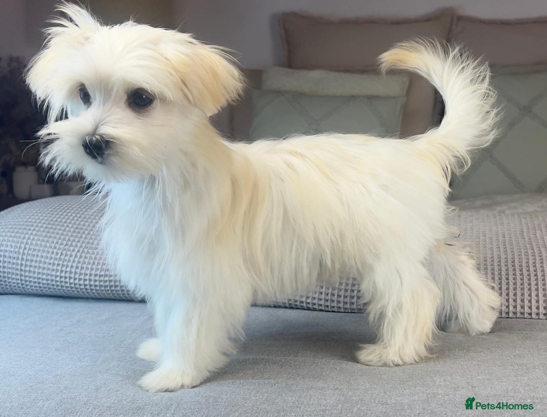Maltese dogs for sale: Perfect, sweet, petite and handsome young man  - Image 13