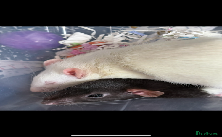 Rat rodents - Advert 8