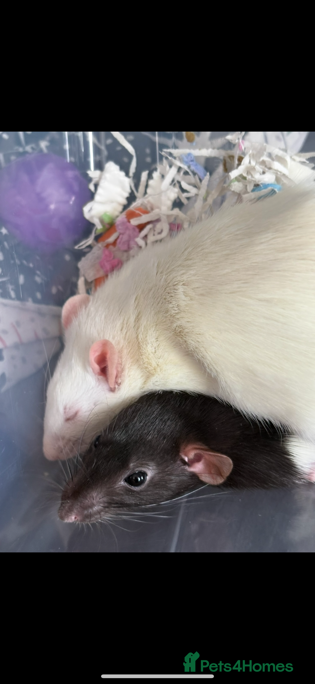 Rat rodents for sale: Female rats with cage and accessories  - Image 1