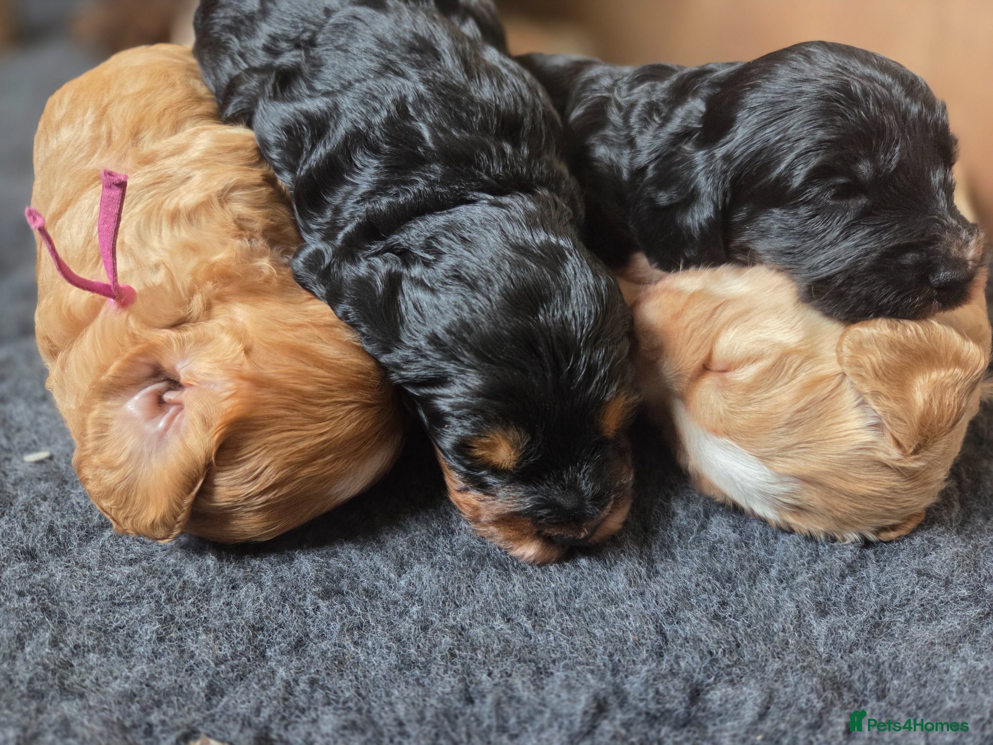 Cockapoo dogs Beautiful Betty has 5 gorgeous cockapoo puppies - Advert 1