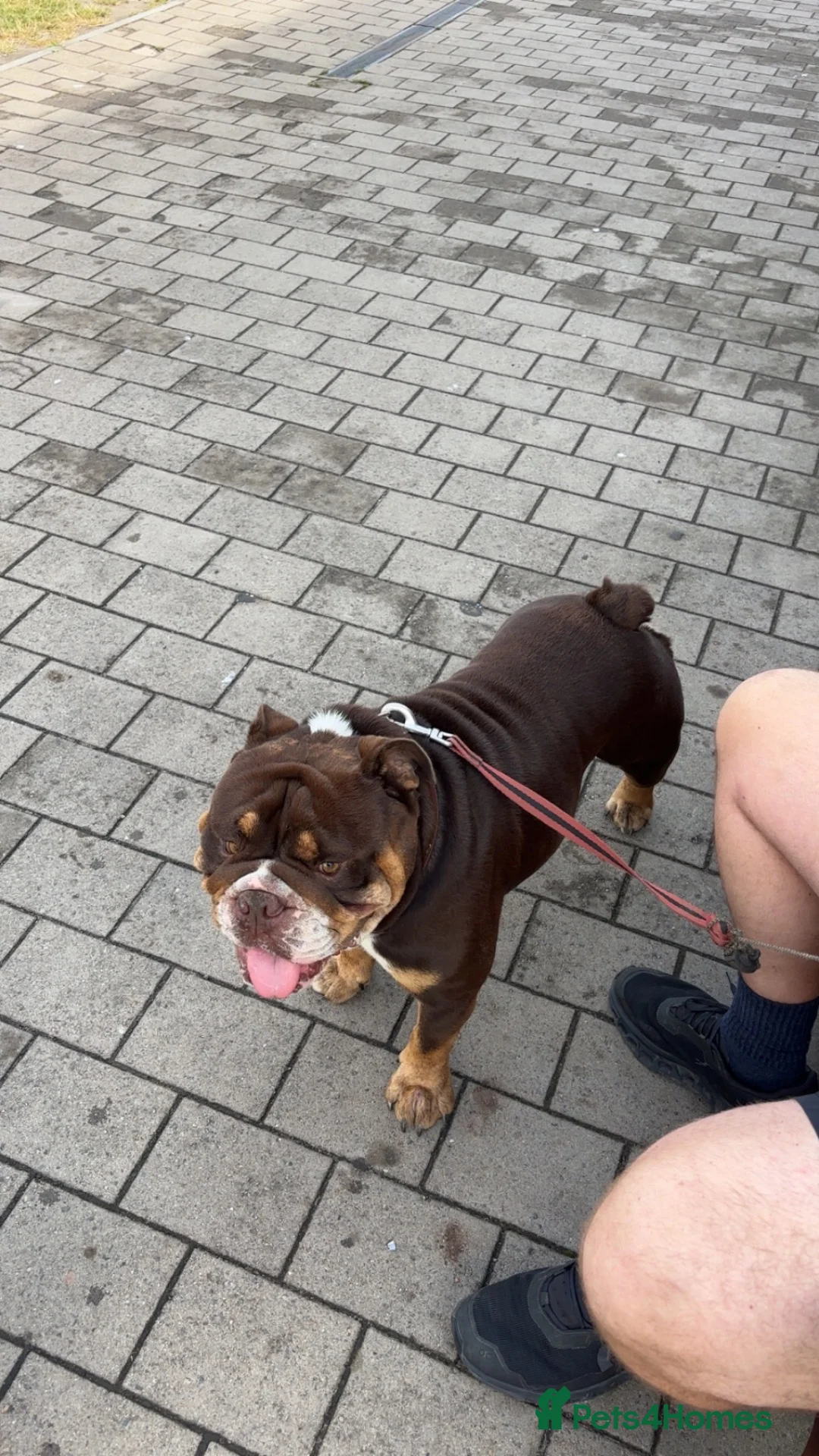 English Bulldog dogs for sale: English bulldog male  in Glasgow - Advert 2