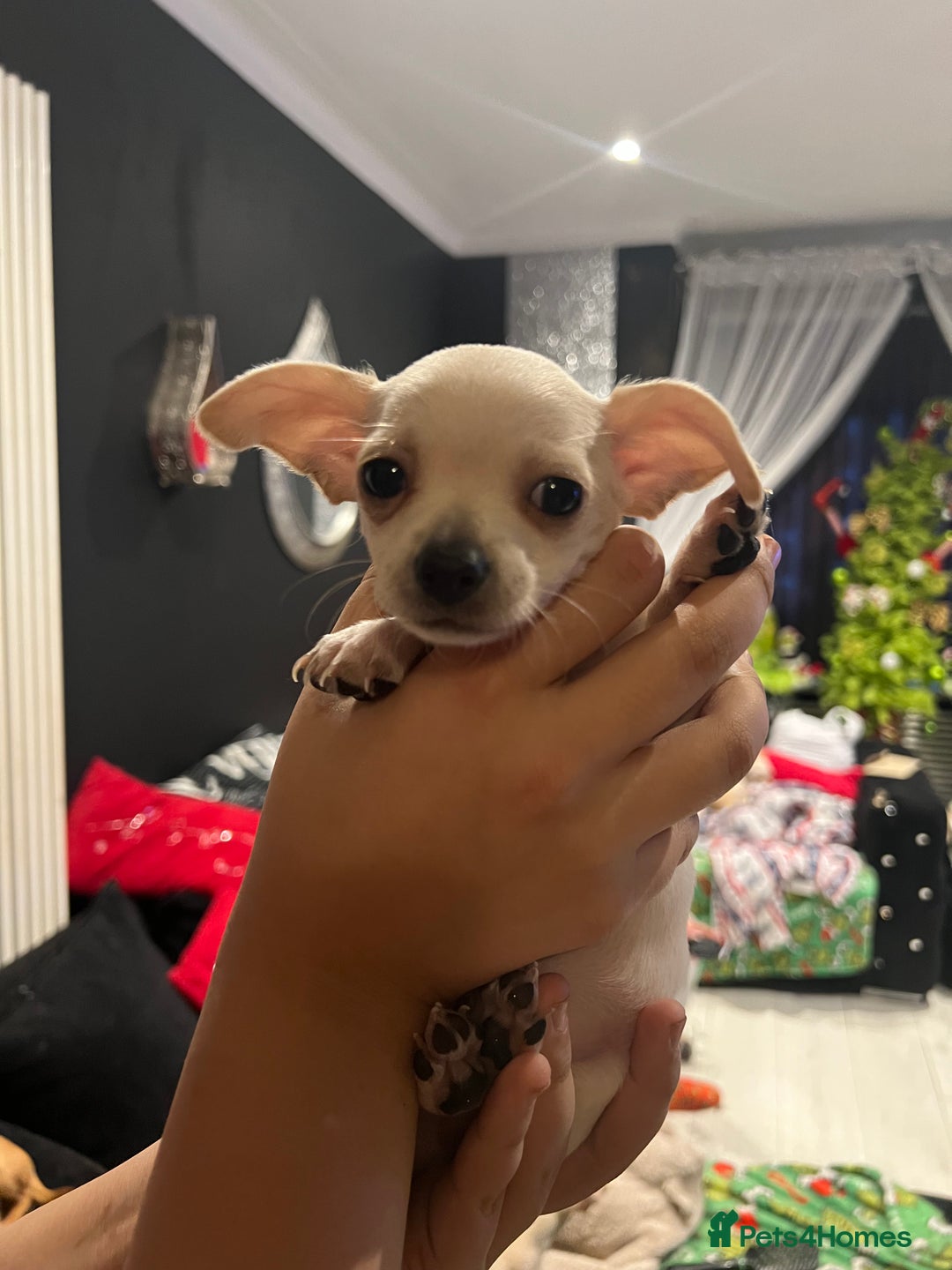 Chihuahua dogs for sale: Amazing adorable chihuahua puppies  - Advert 5