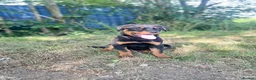 Rottweiler dogs for sale: Last Boy Rottweiler Puppy For Sale - Advert 5