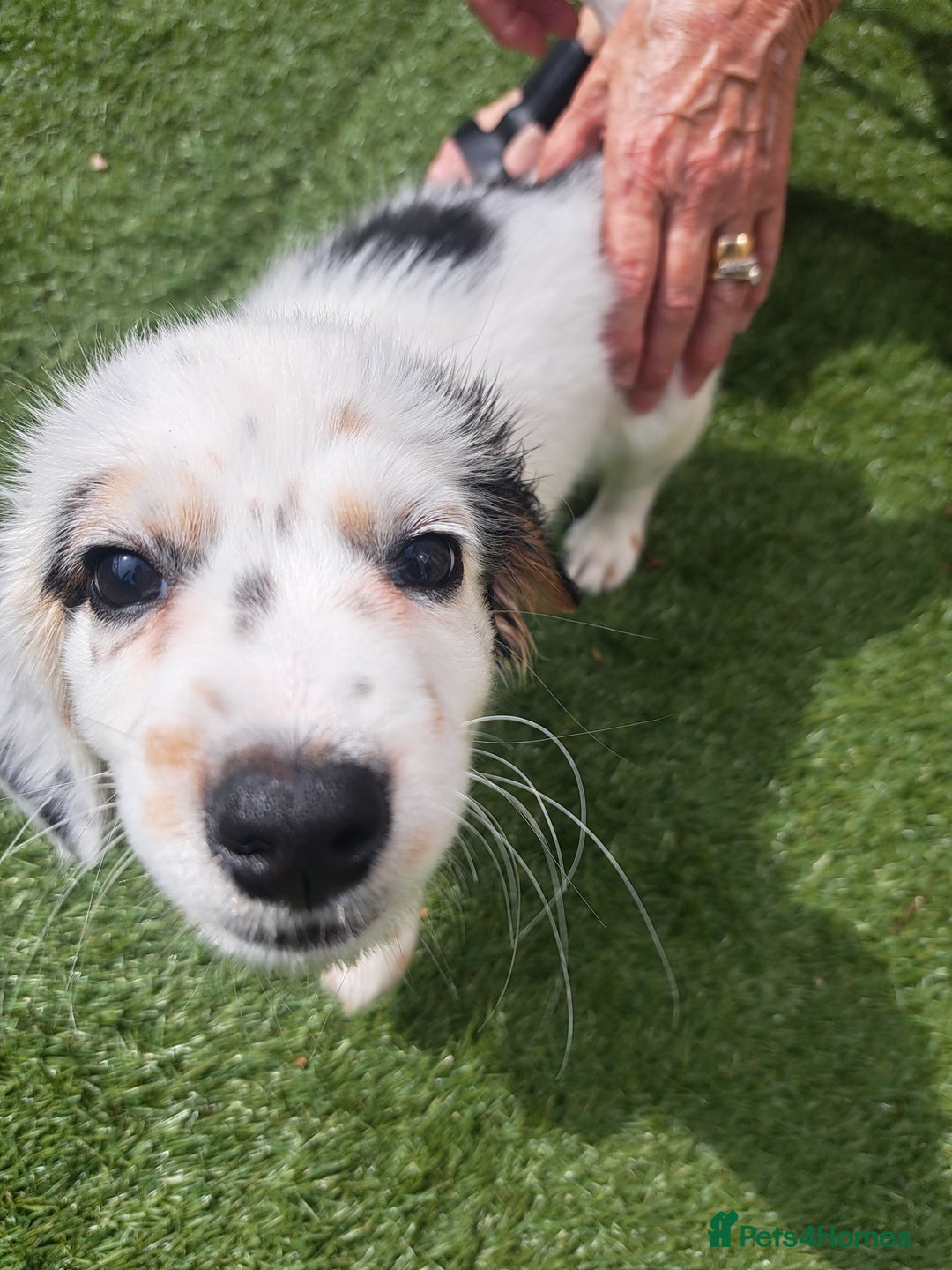 Mixed Breed dogs for sale: Male pup needs rehoming asap - Image 4