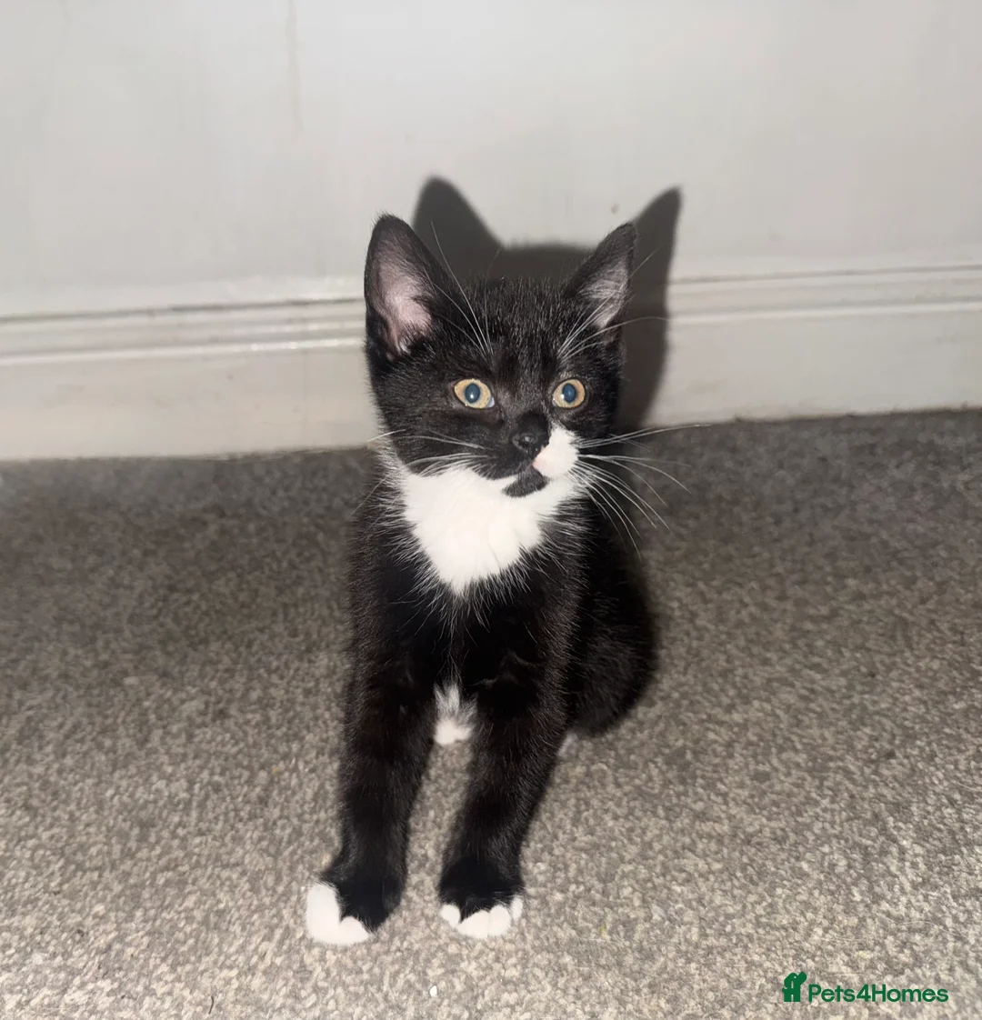 Mixed Breed cats for sale: Beautiful and super friendly mixed kittens - Advert 17