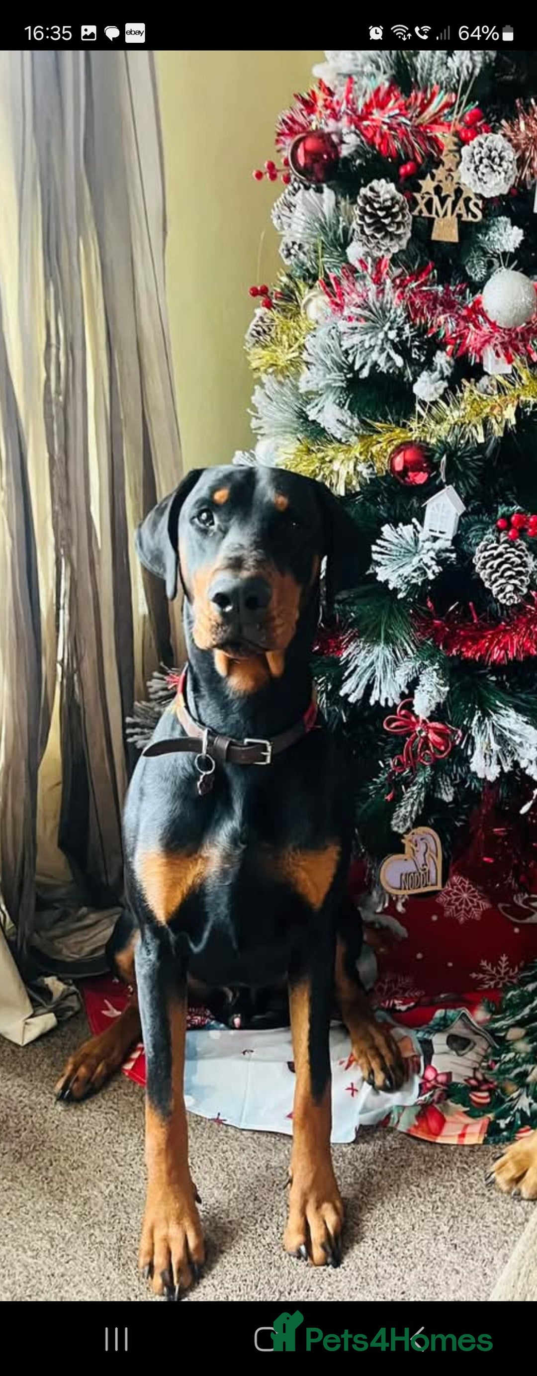 Mixed Breed dogs for sale: Beautiful black German shepherd x doberman  - Advert 30