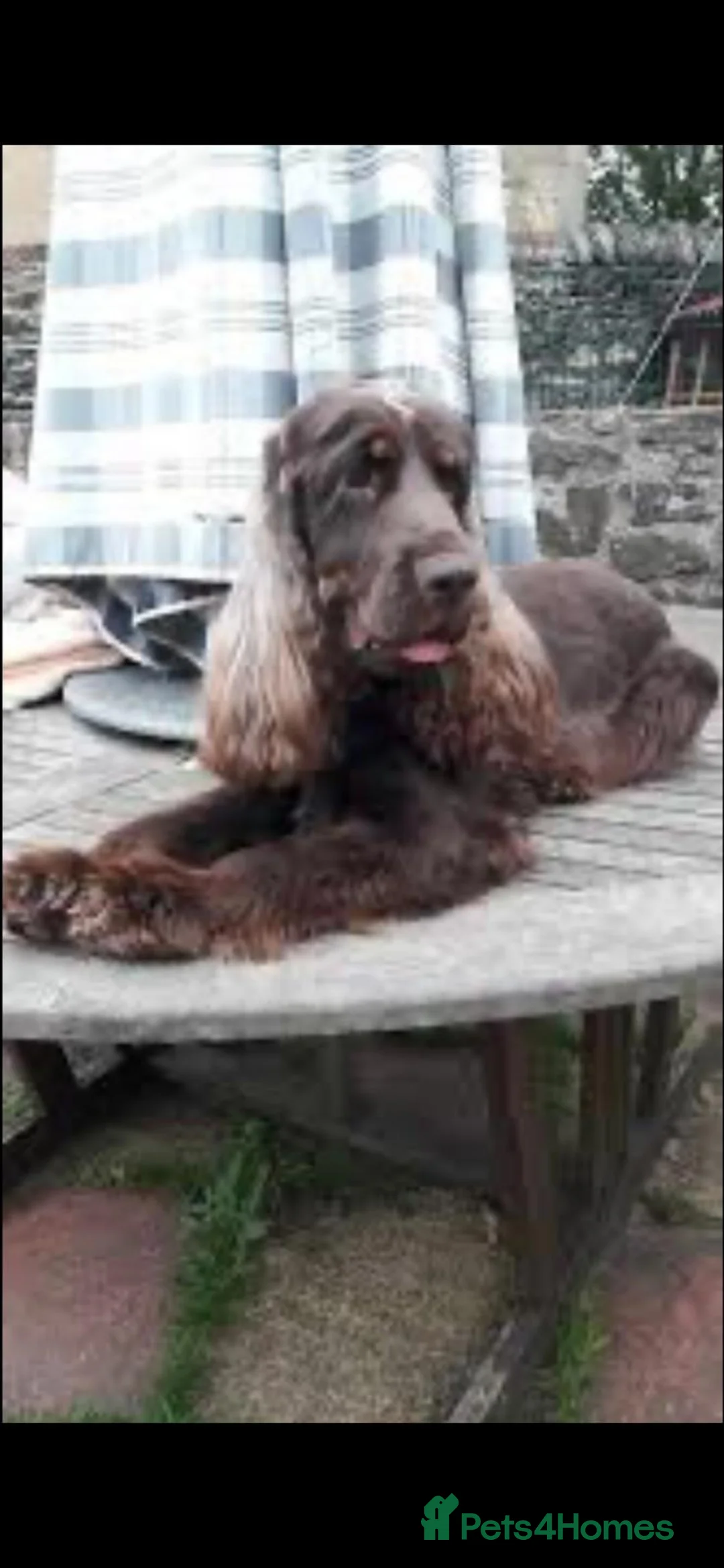 Cocker Spaniel dogs for sale: Top Quality Show cocker pups - Advert 31