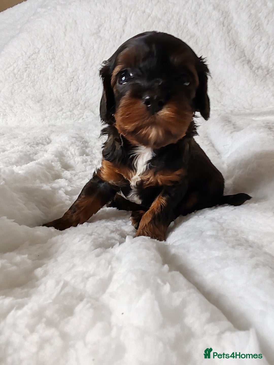 Cavapoo dogs for sale: F1 Cavapoo - Advert 14