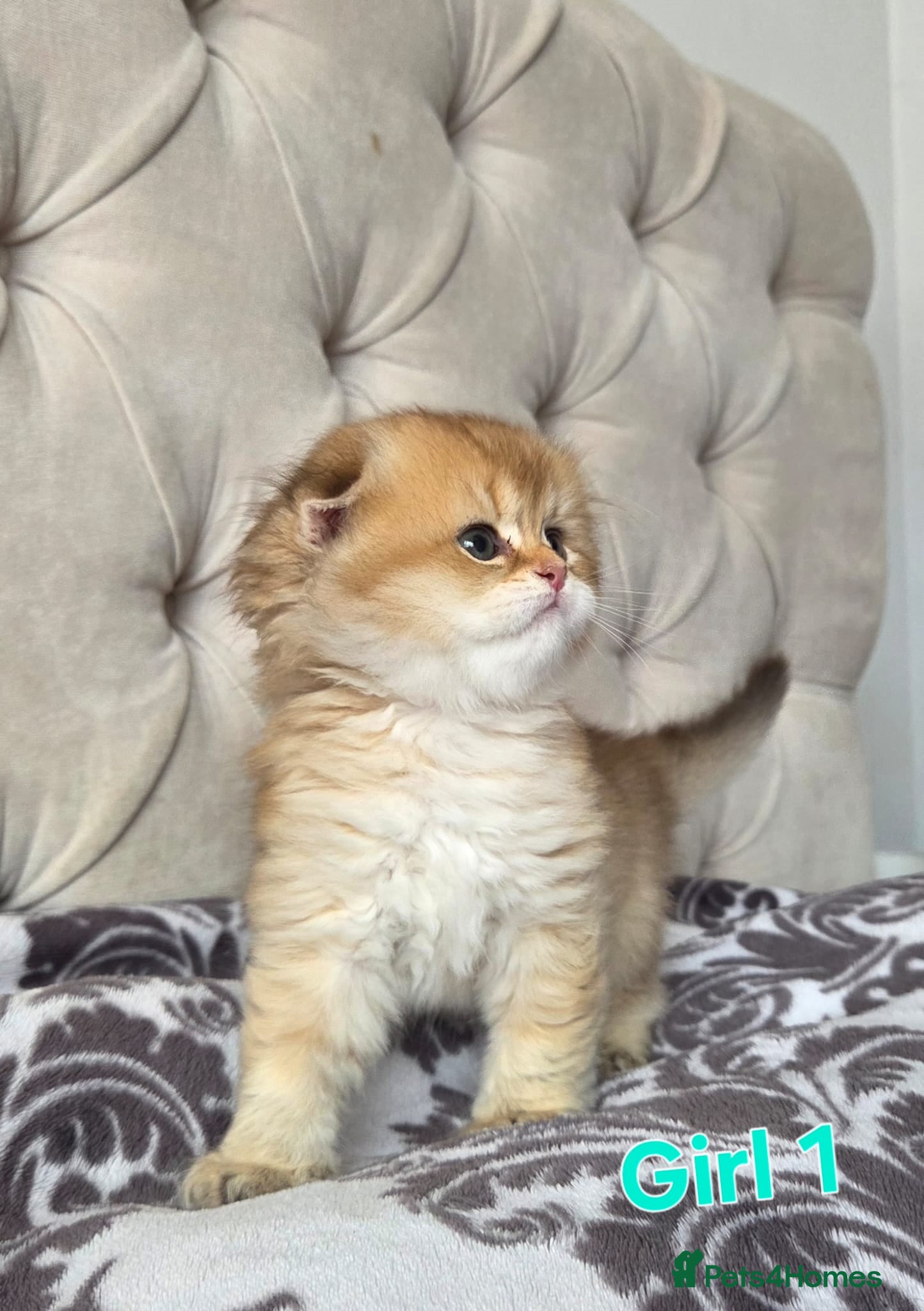 Scottish Fold cats Adorable Scottish Fold and Straight kittens 💙💜  - Advert 2