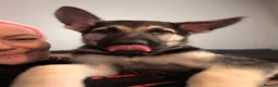 German Shepherd dogs for sale: Beautiful German Shepard Puppies - Advert 2