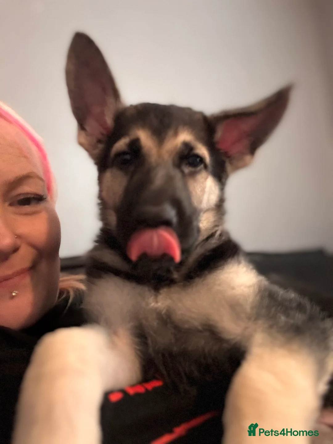 German Shepherd dogs for sale: Beautiful German Shepard Puppies - Advert 2
