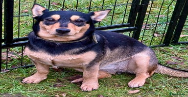 Miniature Pinscher dogs Eliza: The Little Heart That Chose to Live - Advert 2