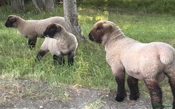 Sheep livestock for sale: Oxford Down Rare Breed Lambs - Image 7