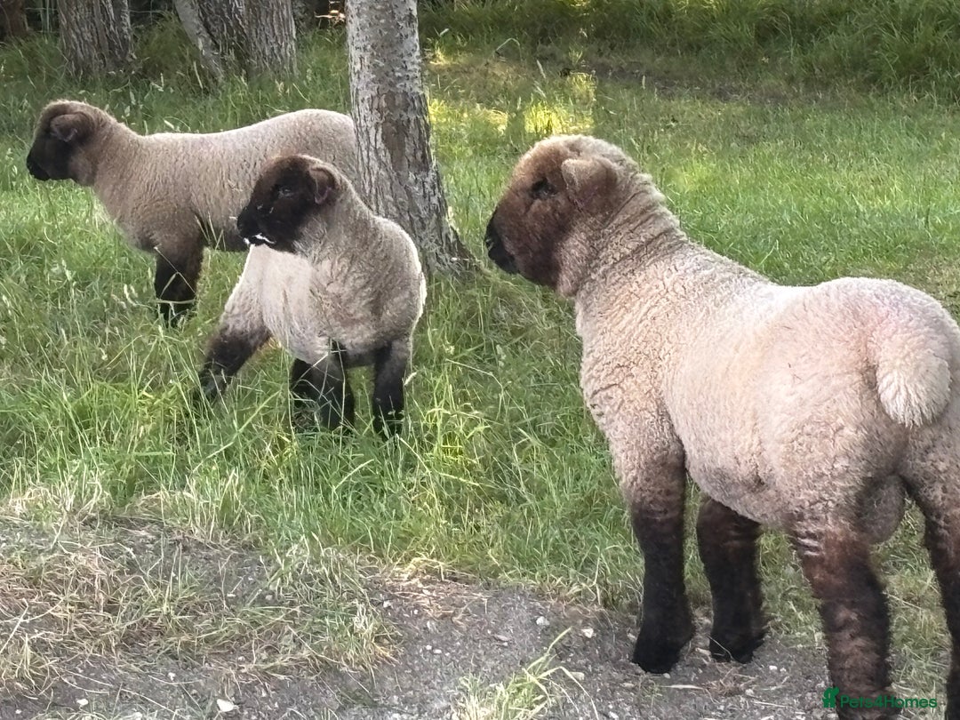 Sheep livestock for sale: Oxford Down Rare Breed Lambs - Image 7