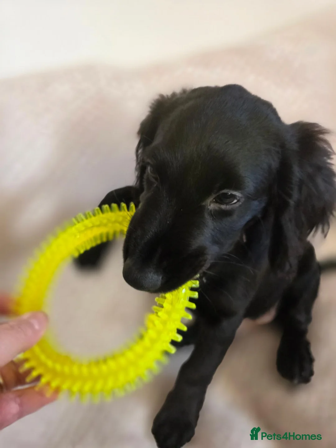 Mixed Breed dogs for sale: Australian Labradoodle Puppies - Advert 2