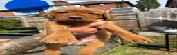Labrador Retriever dogs for sale: Dark fox red Labrador puppies in Newcastle upon Tyne - Advert 14