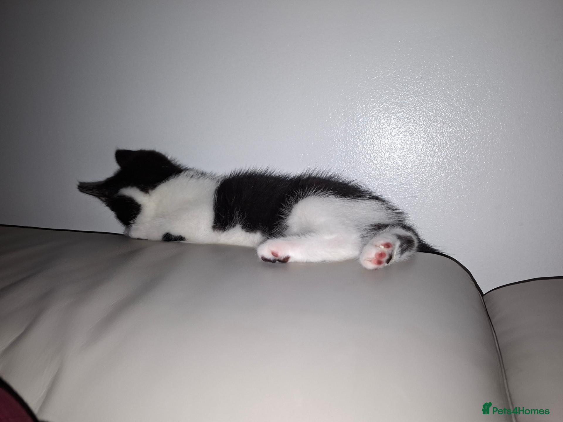 Mixed Breed cats 9 week Male kitten  - Advert 1