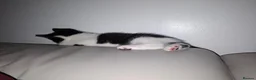 Mixed Breed cats for sale: 9 week Male kitten  in Manchester - Advert 1
