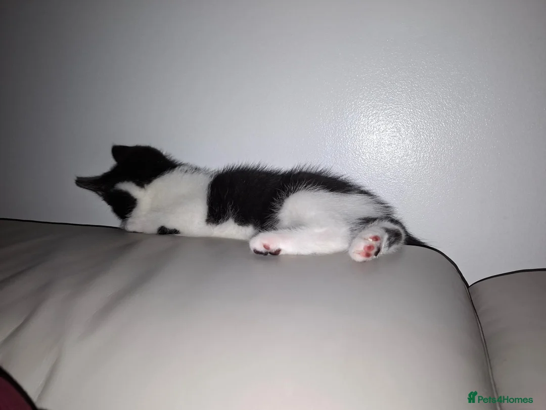 Mixed Breed cats for sale: 9 week Male kitten  in Manchester - Advert 1