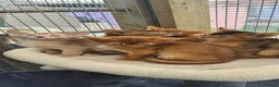 Abyssinian cats for sale: Beautiful pedigree tica abyssinian kittens - Advert 13