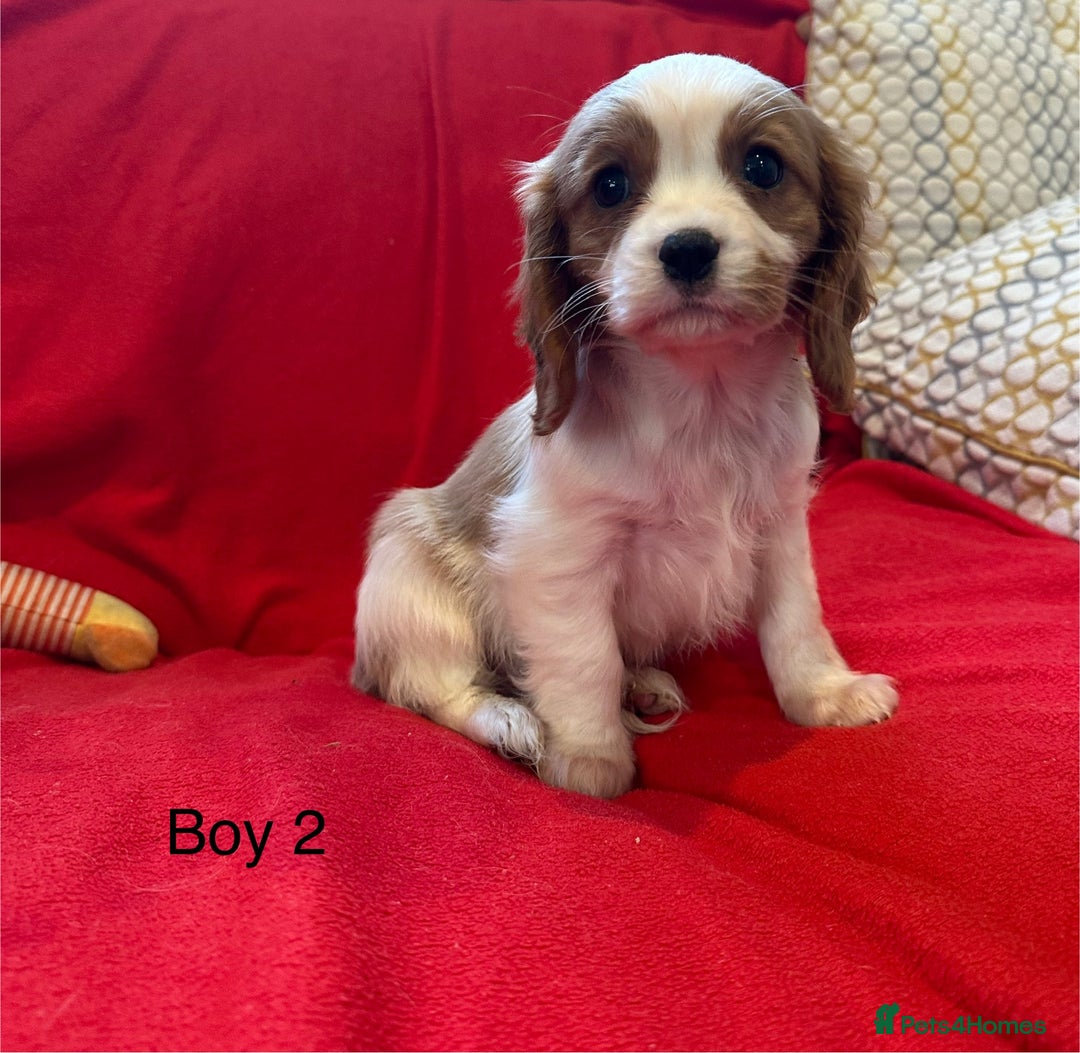 Cavalier King Charles Spaniel dogs for sale: Gorgeous Cavalier King Charles Spaniel puppies - Advert 23