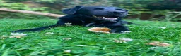 Mixed Breed dogs for adoption: 🐾 Buddy: Adventure dog, cuddle expert ❤️ in Ledbury - Advert 3