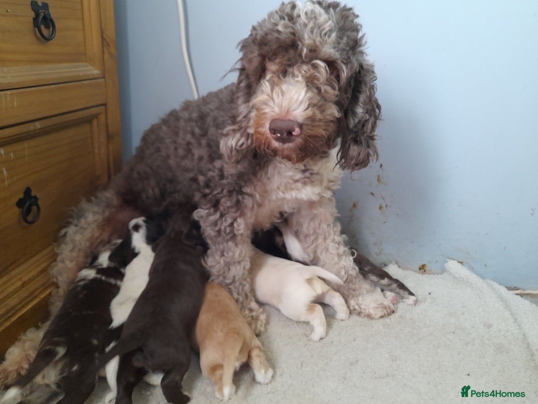 Sprocker dogs for sale: Gorgeous Sprocker x Sproodle pups. - Image 15