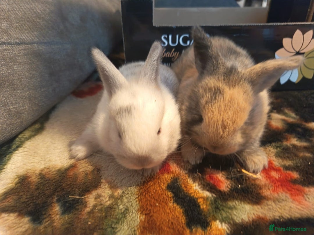 Dwarf Lop rabbits for sale: 8 rabbit  - Image 2