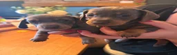 Miniature Dachshund dogs for sale: 7 Black and Tan and Blue miniature Dachshund’s  - Advert 17