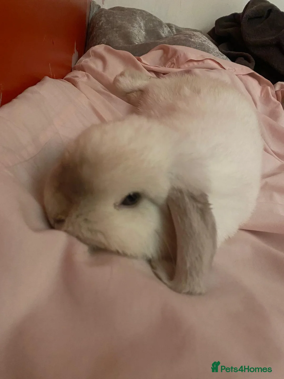 Mini Lop rabbits for sale: Marston our beautiful mini lop - Advert 3