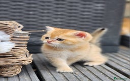 British Shorthair cats for sale: Tica reg Golden Shaded British shorthair kittens. - Image 17