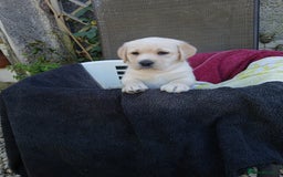 Labrador Retriever dogs for sale: Top quality yellow girls - Image 1