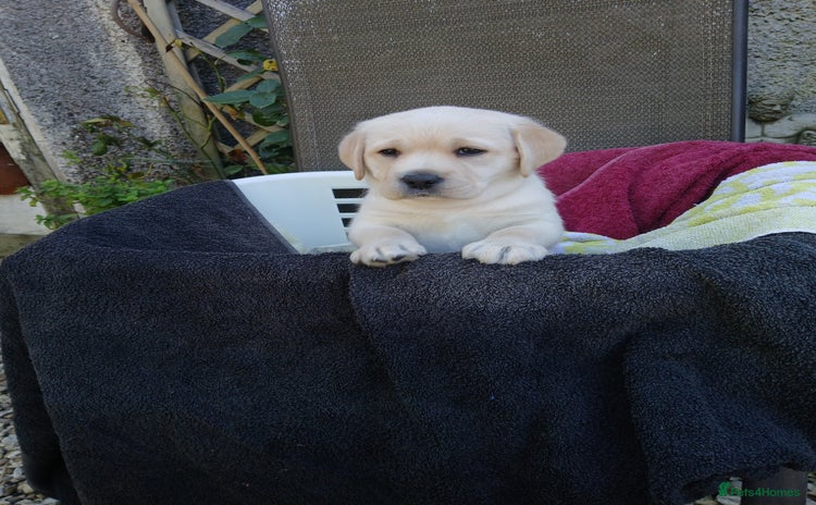 Labrador Retriever dogs - Advert 1