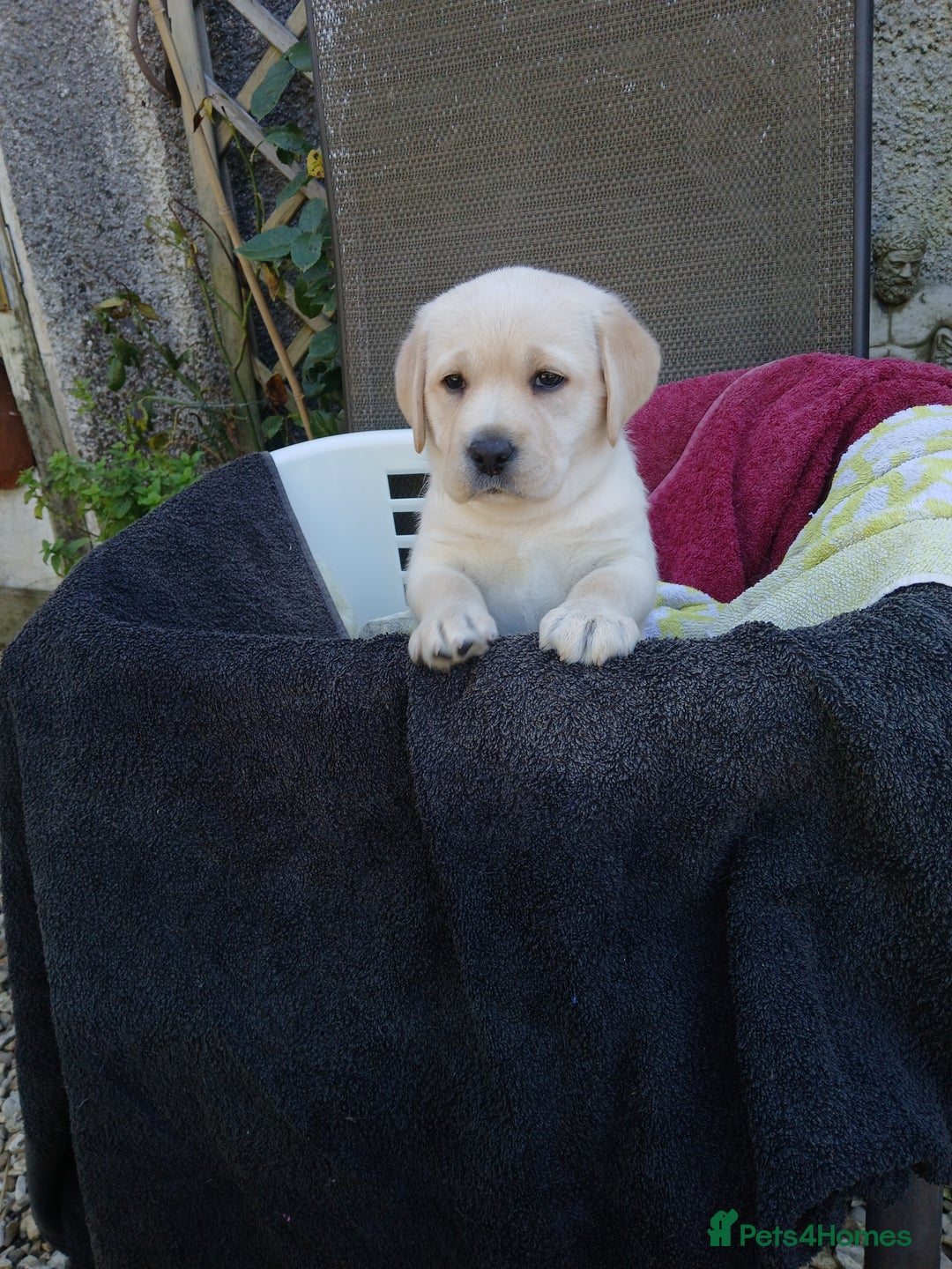 Labrador Retriever dogs for sale: Top quality yellow girls - Image 1