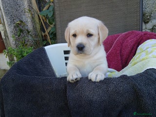 Labrador Retriever dogs - Advert 25