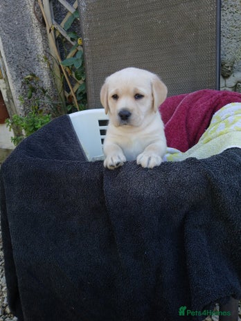 Labrador Retriever dogs - Advert 16