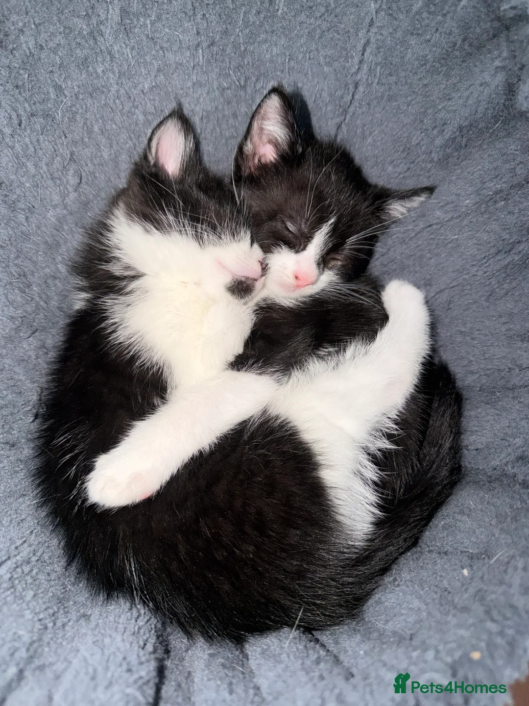 British Shorthair cats for sale: Beautifull kittens  - Advert 2