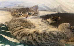 Ragdoll cats for sale: 3 cute boys ready for reservation 🐱 - Image 11