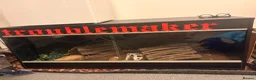 Corn Snake reptiles for sale: 5 year old corn snake  - Advert 1