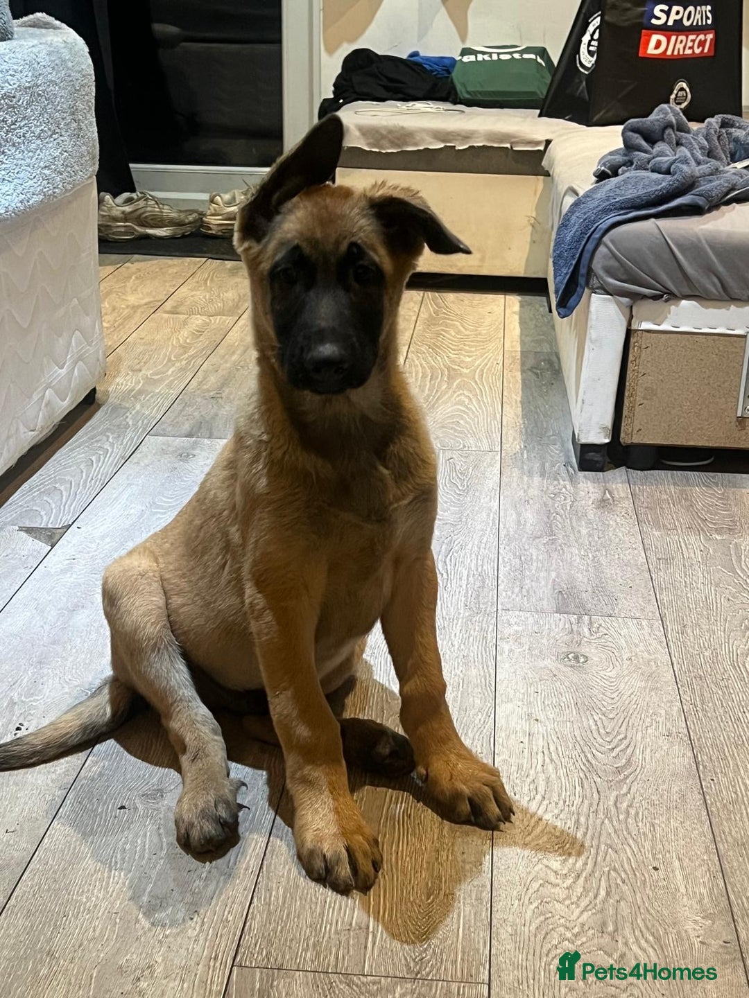Mixed Breed dogs for sale: Belgian Malinois x German shepherd - Advert 8