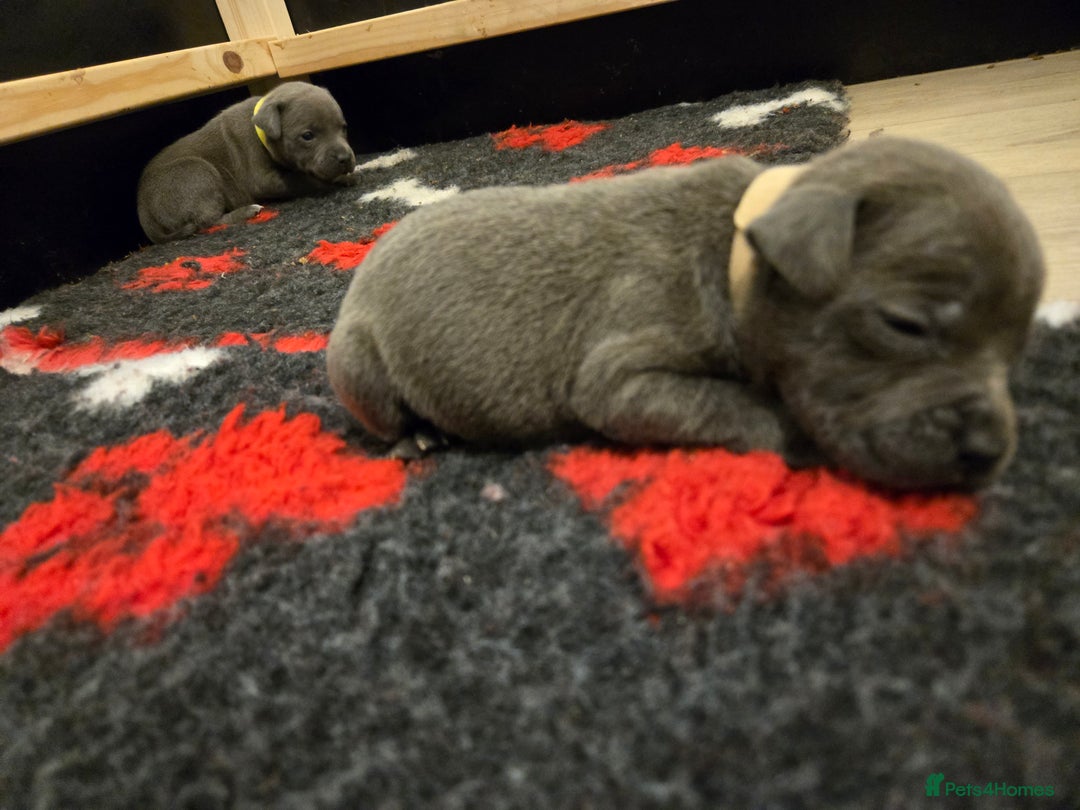 Staffordshire Bull Terrier dogs for sale: Blue Staffy Puppies 🐶 - Advert 14