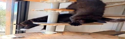 Maine Coon cats for sale: Gccf male Maine coon kitten  - Advert 12